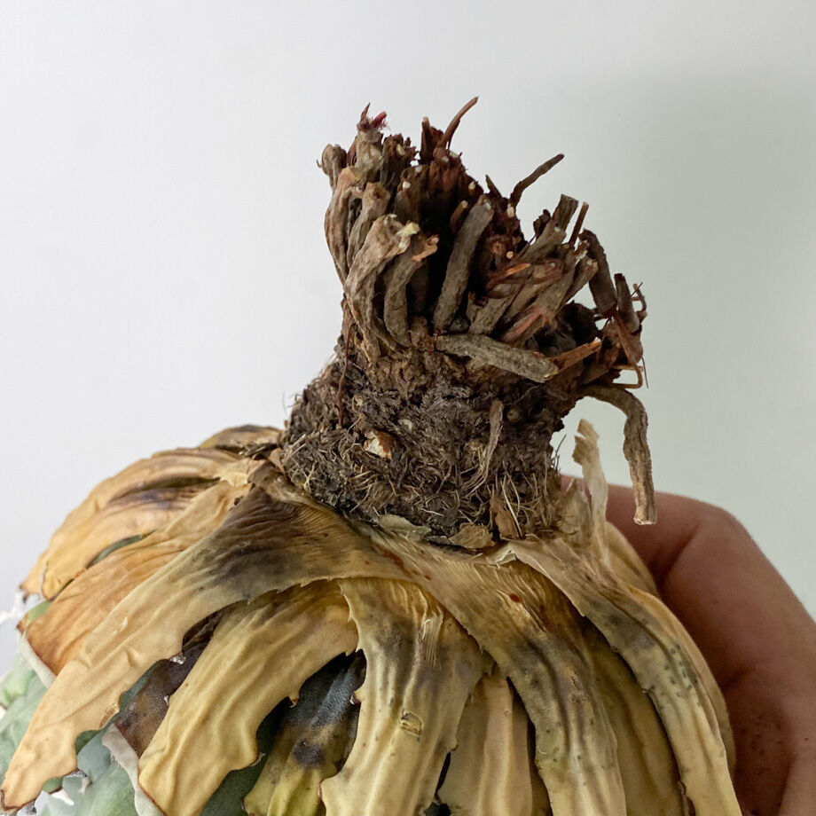 陽炎】アガベ ユタエンシス エボリスピナ （抜き苗販売）RF22905