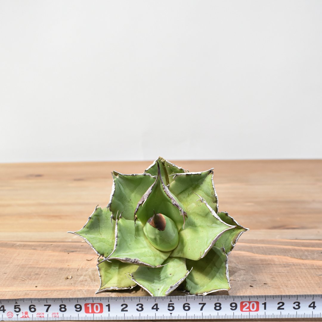 アガベ チタノタ　パンサー　大株 アガベ agave titanota チタノタ『ブラックパンサー 黒豹