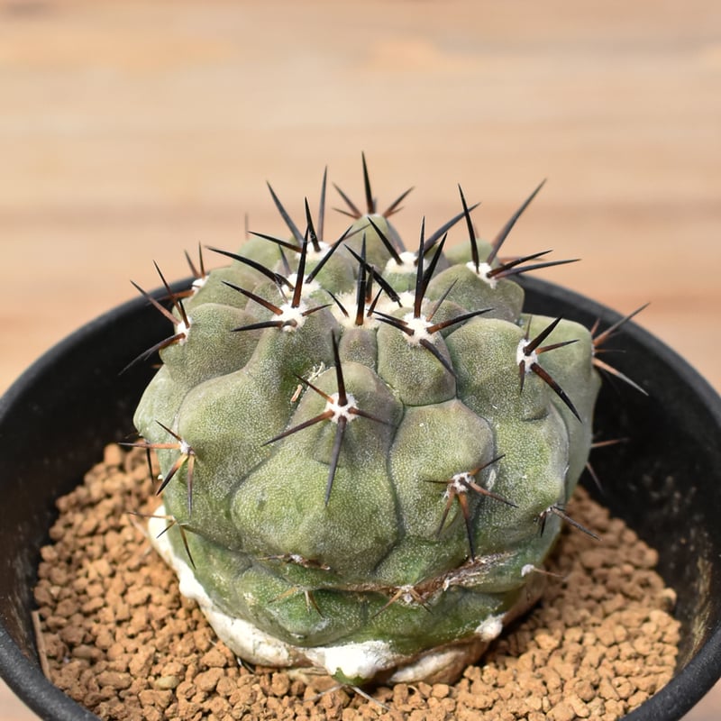 コピアポア シネレア 