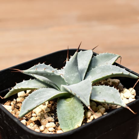 アガベ ハイブリット 日系イシスメンシス×象牙妖炎（陽炎エボリ）【台湾botanical_seeker産】RF25011374
