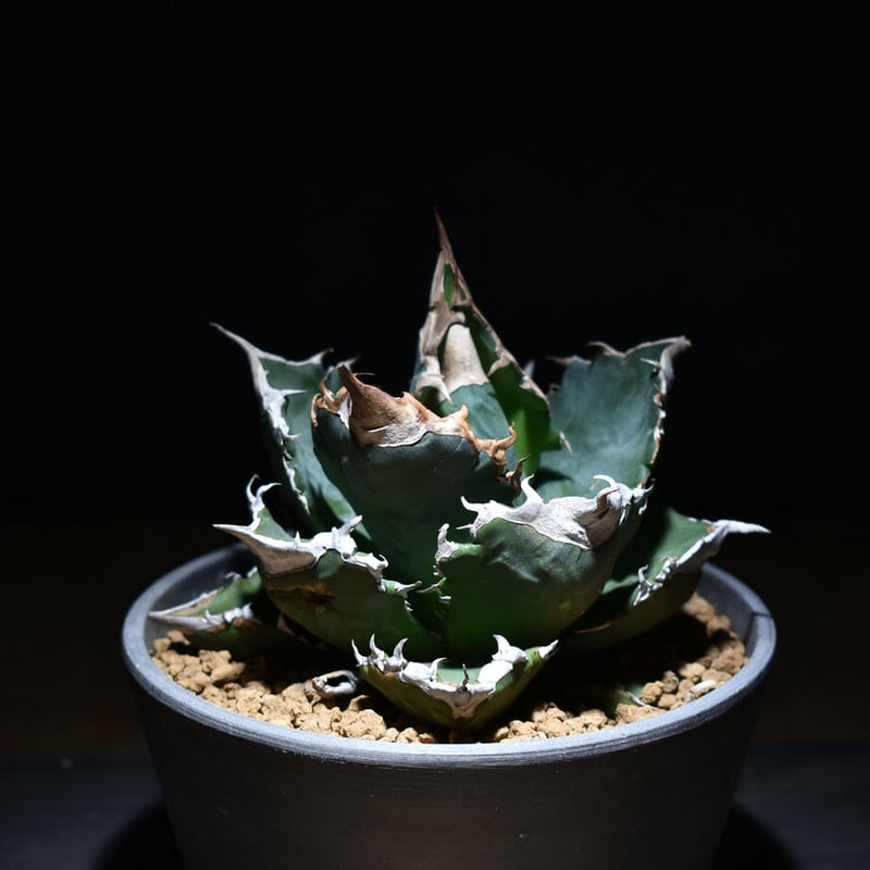 【稀少高騰品種】強棘白火焔 × 特白ホワイトアイス hyb 特選 アガベチタノタ アガベ・チタノタ「白火焔（ホワイト・フレイム）」 3.5号鉢