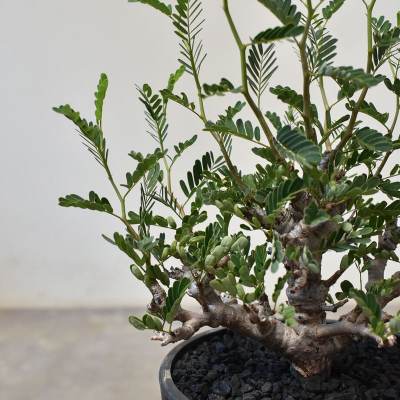 センナ メリディオナリス （発根済み） RF231713(T) | RAFLUM / ラフラ