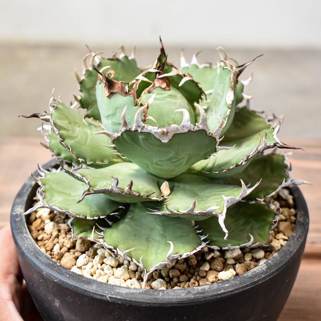 アガベ フィリグリー 圓葉拇指 脇芽 アガベ チタノタ フィリグリー