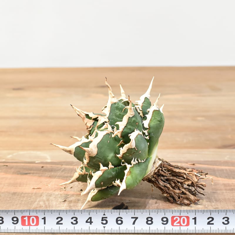 アガベ チタノタ 海王 龍球会産 台湾鉢5号 アガベ チタノタ 海王 龍球