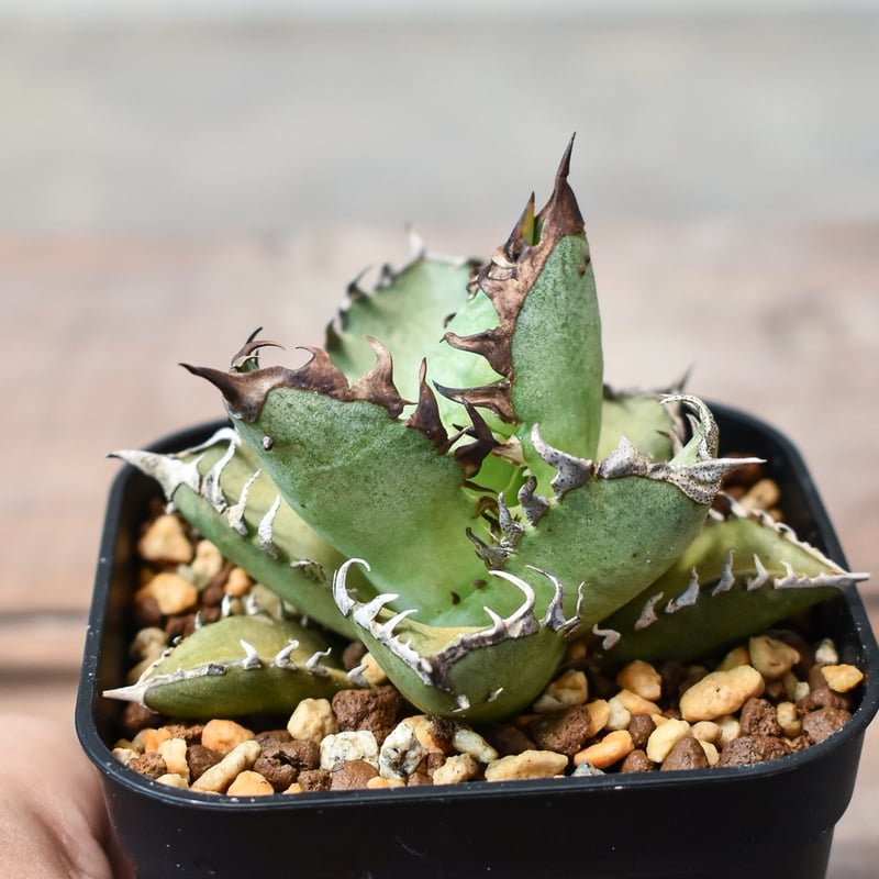 お得セット！チタノタ 姫厳竜×信楽鉢 作家鉢 アガベ グラキリス