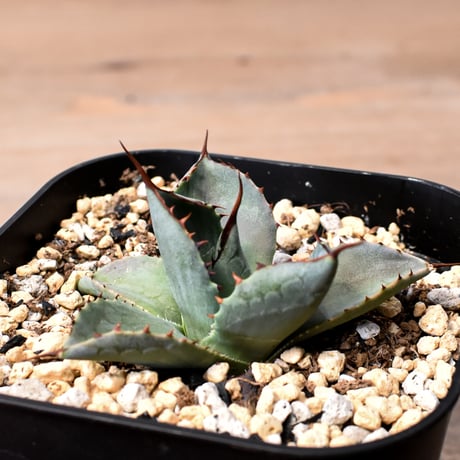 CATEGORY アガベ ハイブリット 曙光 ×（パラサナ、イシスメンシス