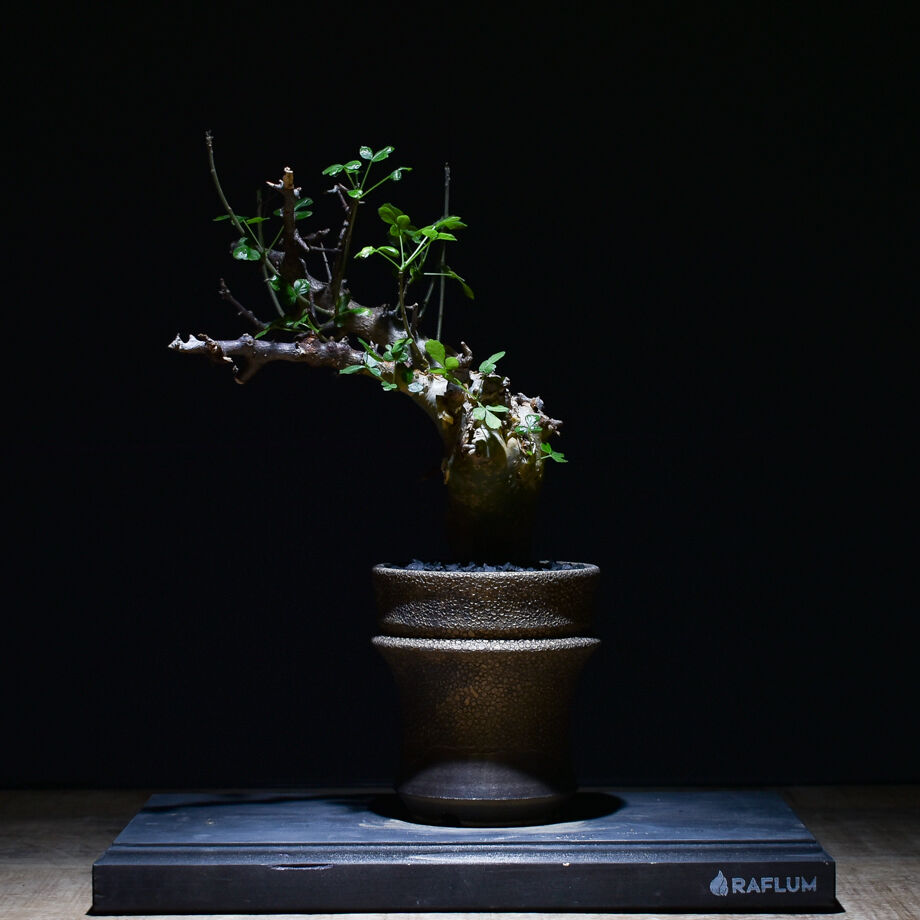 コミフォラ・カタフ・ターカネンシス コミフォラ カタフ（ターカネンシス）（発根済み）RF22649