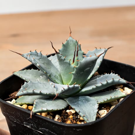 アガベ ハイブリット 日系イシスメンシス×象牙妖炎（陽炎エボリ）【台湾botanical_seeker産】RF25011408