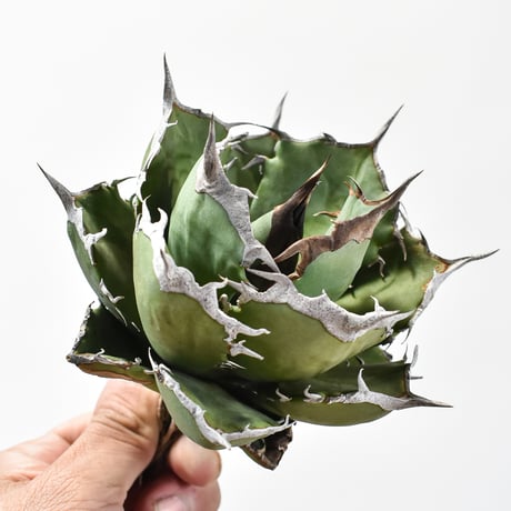 CATEGORY アガベ チタノタ 黒犀牛 | RAFLUM / ラフラム｜東京、大阪の