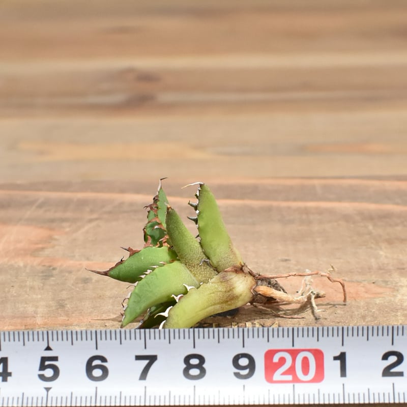 アガベ Dennis hybrid ホリダ×鬼爪（026） 