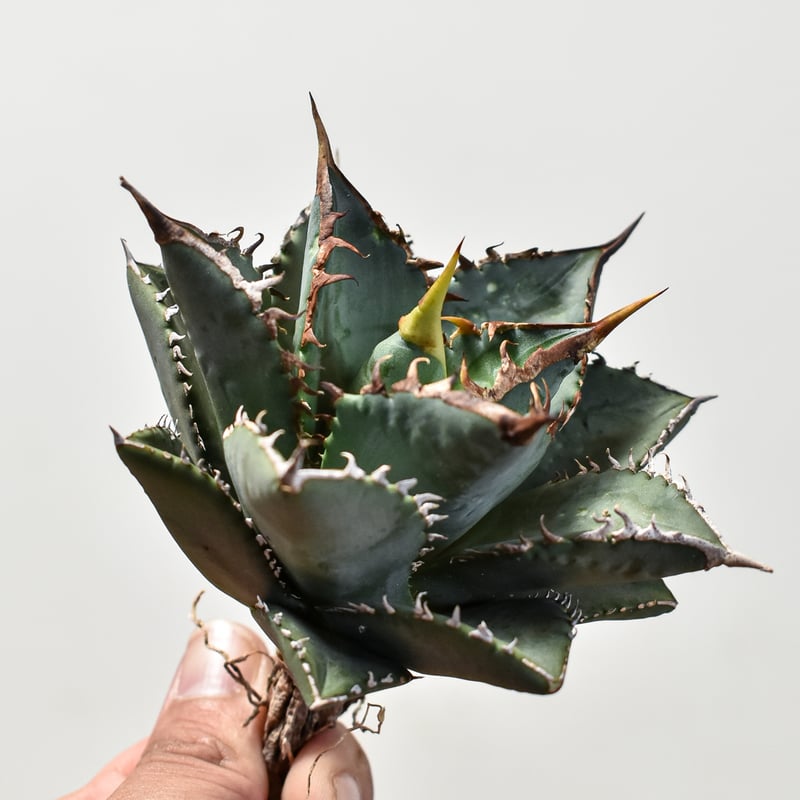 アガベ チタノタ 