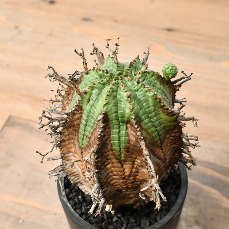 ユーフォルビア オールドスーパーバリダ 