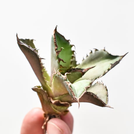 アガベ チタノタ  DENNIS040 "キングアーサー同血統"  【台湾産/抜き苗/子株】B DS2400521