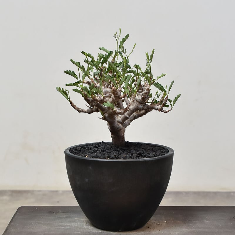 センナ メリディオナリス （発根済み）RF231521 | RAFLUM / ラフラム