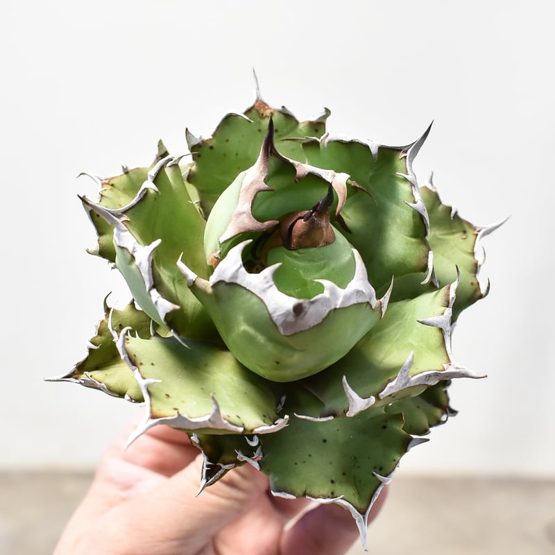 大型　アガベ　チタノタ　ドワーフ アガベ チタノタ ドワーフ “姫厳竜” （発根済み）RF22840 | RAFLUM / ラ