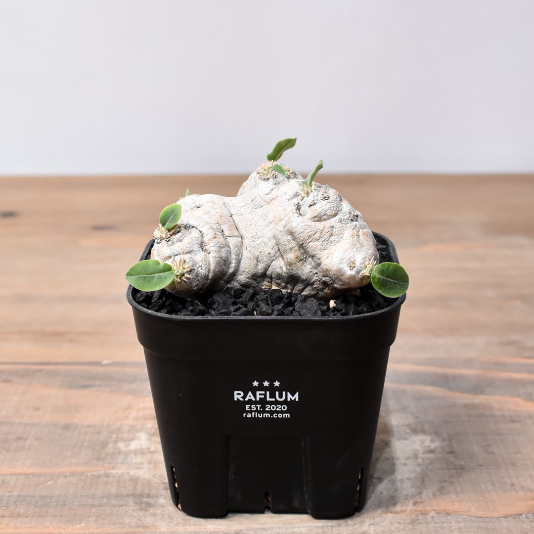 パキポディウム ブレビカウレ 