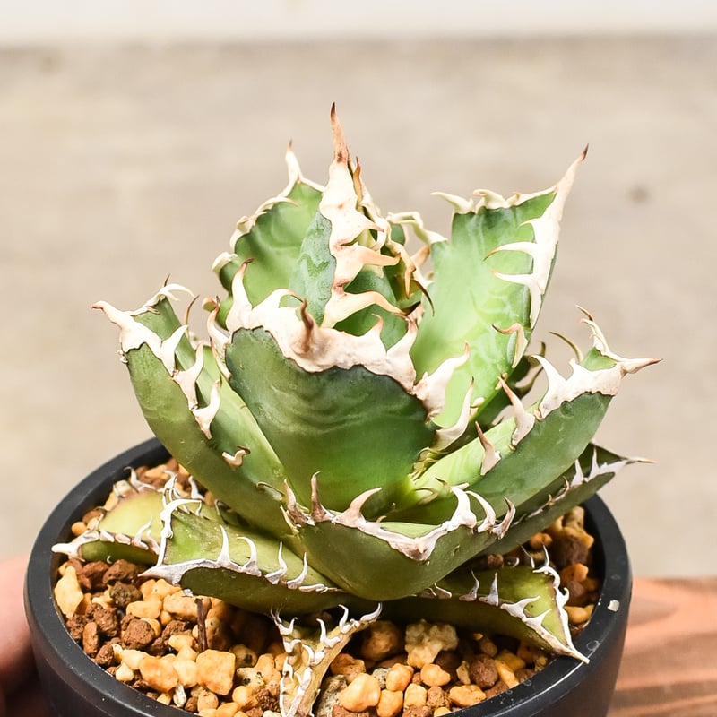 アガベ 鉢付き COYOTE　レッドキャッド アガベ チタノタ レッドキャットウィーズル RC-06 | アガベ専門