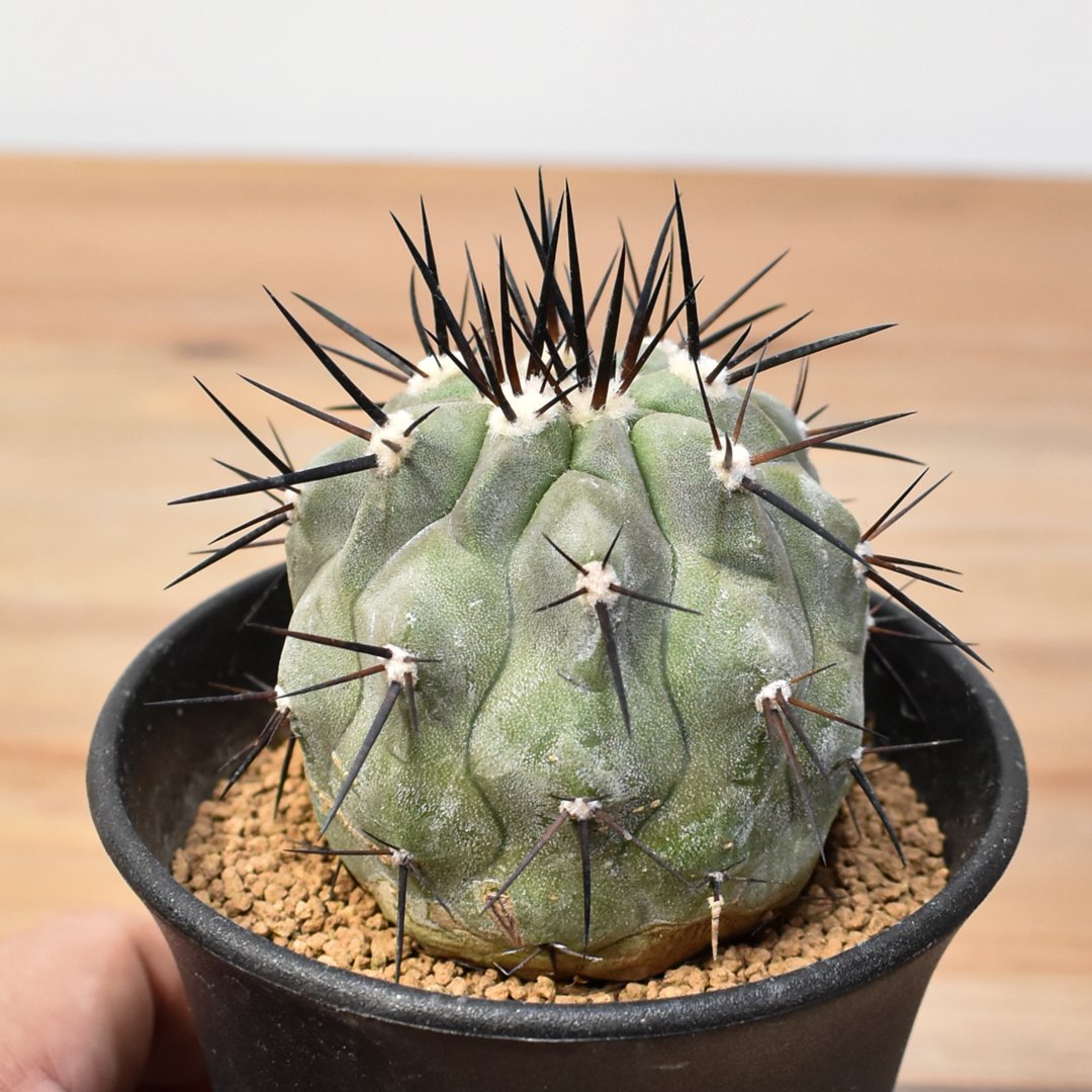 ち*ら様 黒王丸　コピアポア　シネレア Copiapoa cinerea ‐ コピアポア・シネレア 黒王丸 – VALIANT