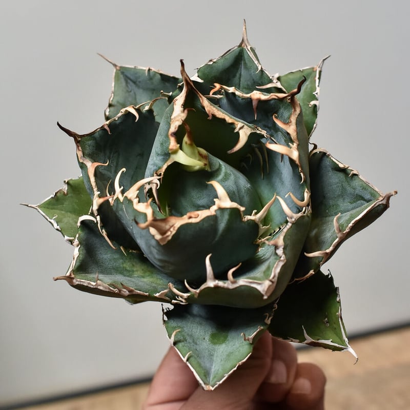 SUMMERセール 横幅11㎝】アガベ チタノタ 白鯨 ボールタイプ 陽炎