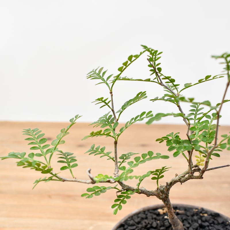 ニックユーフォルビア　リグノーサ　実生　希少　グラキリス　パキプス ニック様専用ユーフォルビア リグノーサ 実生 希少 グラキリス パキプス