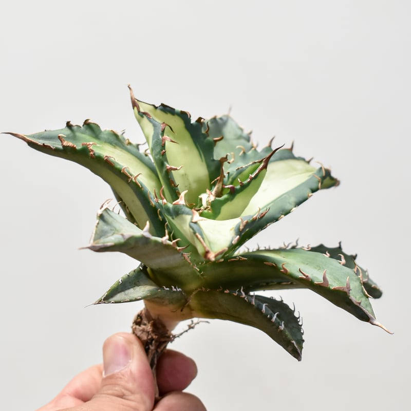 【稀少】姫厳竜 × 白鯨ソーラーエクリプス hyb. アガベ チタノタ SP-39］アガベ チタノタ ソーラーエクリプス 老白鯨 | Sanpin Plants