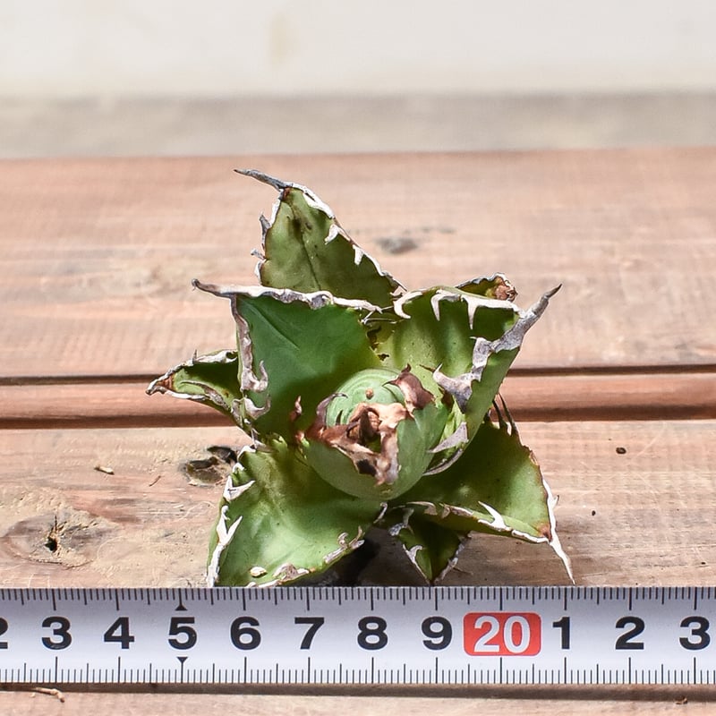 アガベ チタノタ チーター 