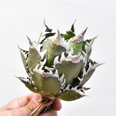 アガベ チタノタ "精品レッドキャットウィーズル" / 精品赤猫 , 精品紅猫  【台湾 dragon agave産/中株/抜き苗】C09 DG25010434