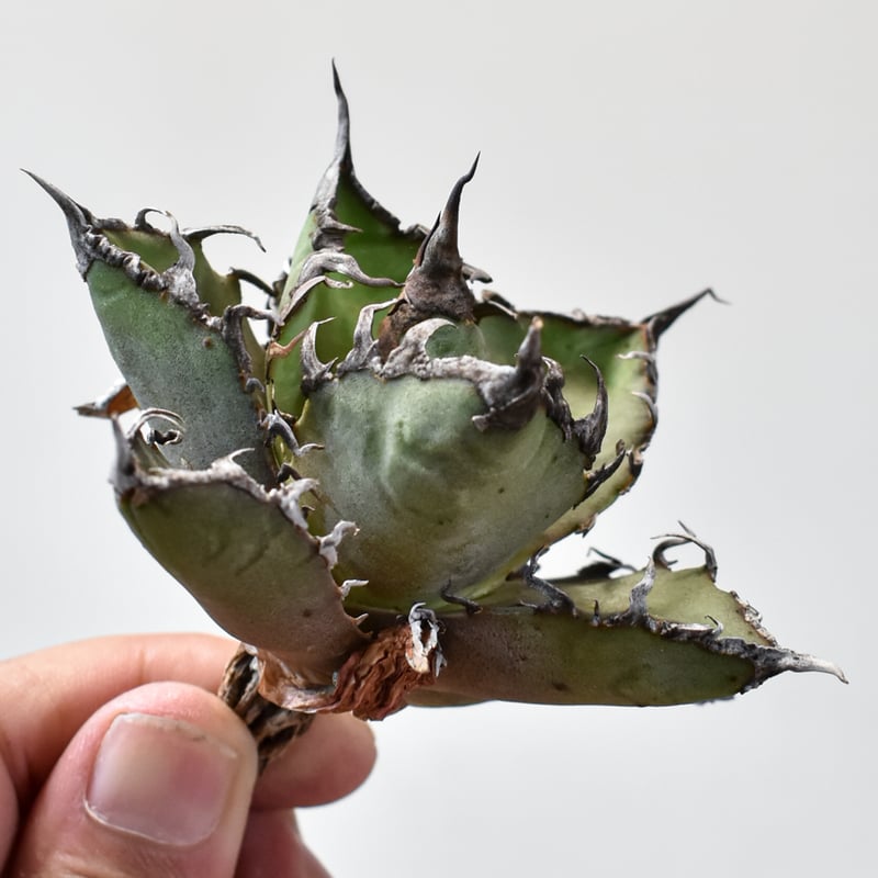 アガベ チタノタ シーザー　抜き苗 アガベチタノタシーザー抜き苗