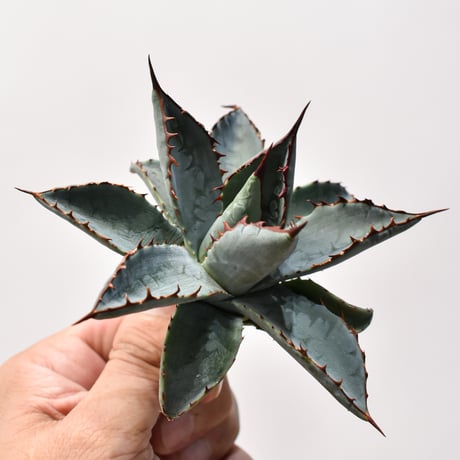 アガベ ハイブリット （パラサナ、イシスメンシス）× 曙光【台湾botanical_seeker産】B RF25011562