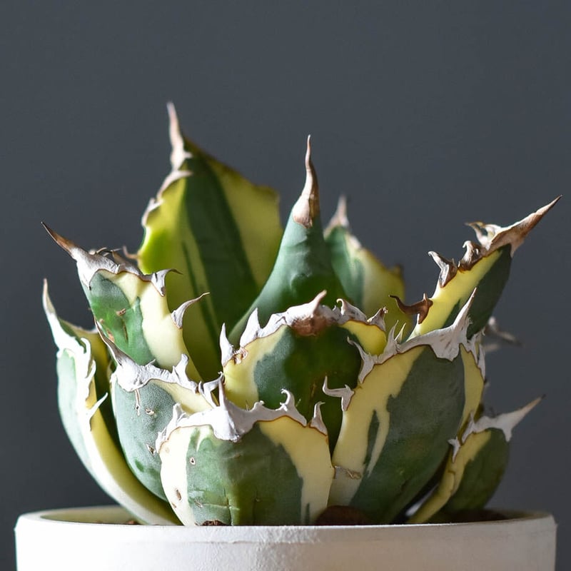 アガベ チタノタ スナグルトゥース【超大人気スナグル！当店在庫ラスト  