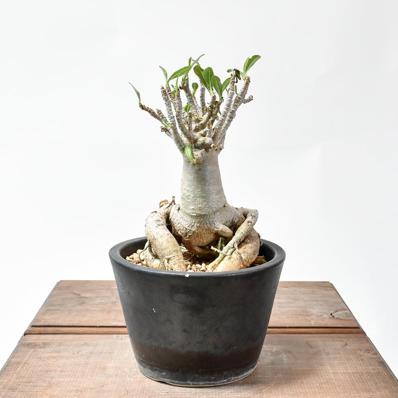 アデニウム アラビカム【発根済み】GM2400433(T) | RAFLUM / ラフラム