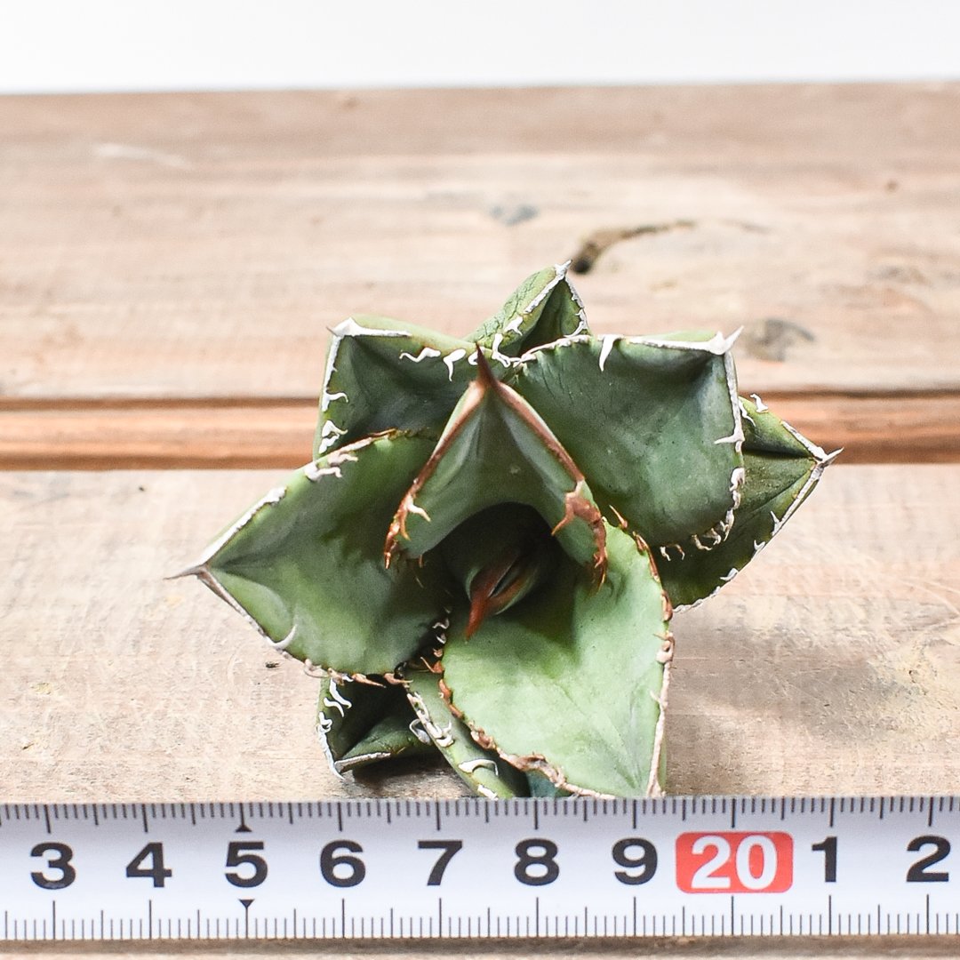 ドラゴンアガベ　実生選抜 アガベ実生選抜 | STORES