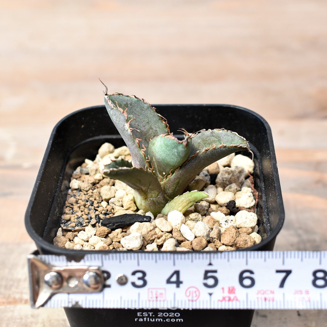 【DRAGON AGAVE産】AGAVE TITANOTA 火鳳凰 OC株 DRAGON AGAVE産】AGAVE TITANOTA 火鳳凰 OC株子株 【公式通販】