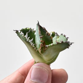 8月8日(木)20:00~】台湾ベルリン産の麻花龍やシーハオ産のキングの成株