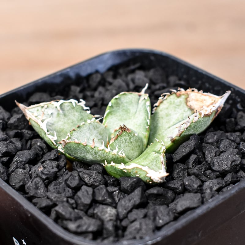 アガベ チタノタ 星空 OC 点芽 プレステラ105サイズ アガベ・チタノタ CG01 追星（芽/大）-009｜agave CG01/Cok