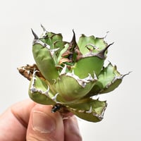 アガベ チタノタ 白鯨 アガベ チタノタ 白鯨