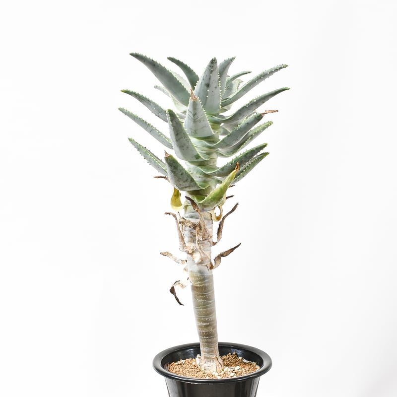 Aloe pillansii アロエ ピランシー