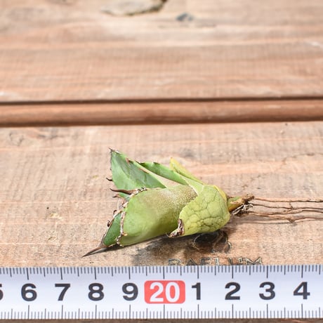 アガベ チタノタ "白犀牛" 【台湾 dragon agave産/TC子株/抜き苗】C