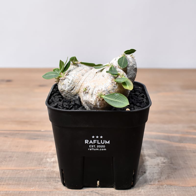 パキポディウム　ブレビカウレ　恵比寿笑い　特大株（グラキリス　パキプス パキポディウム ブレビカウレ(恵比寿笑い)【743】 | PROTOLEAF プロト