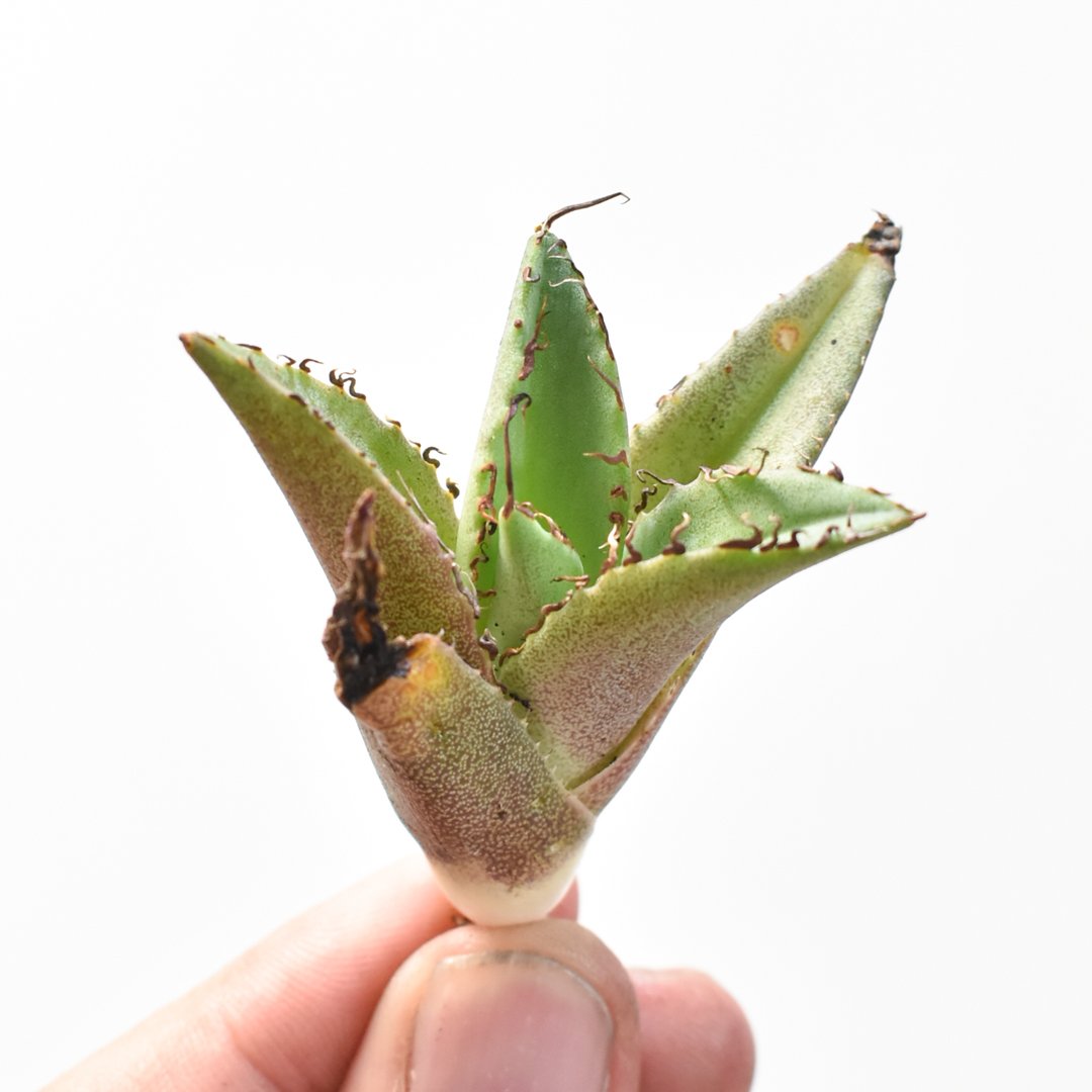 アガベ　チタノタ「レジェンド」　子株 Yahoo!オークション -「アガベ legend」の落札相場・落札価格