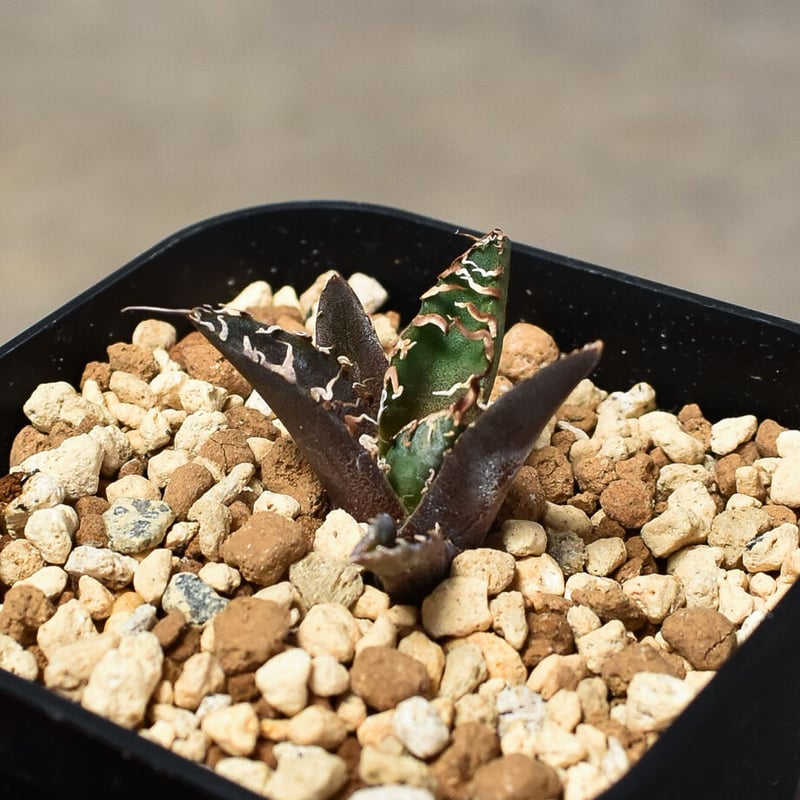 チタノタ シーザー (アガベ パキポディウム ユーフォルビア オテロイ SRL アガベ・チタノタ シーザー成長記録② - BAXのきままに実生ブログ