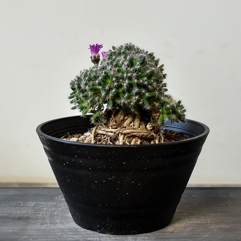 トリコディアデマ デンサム 