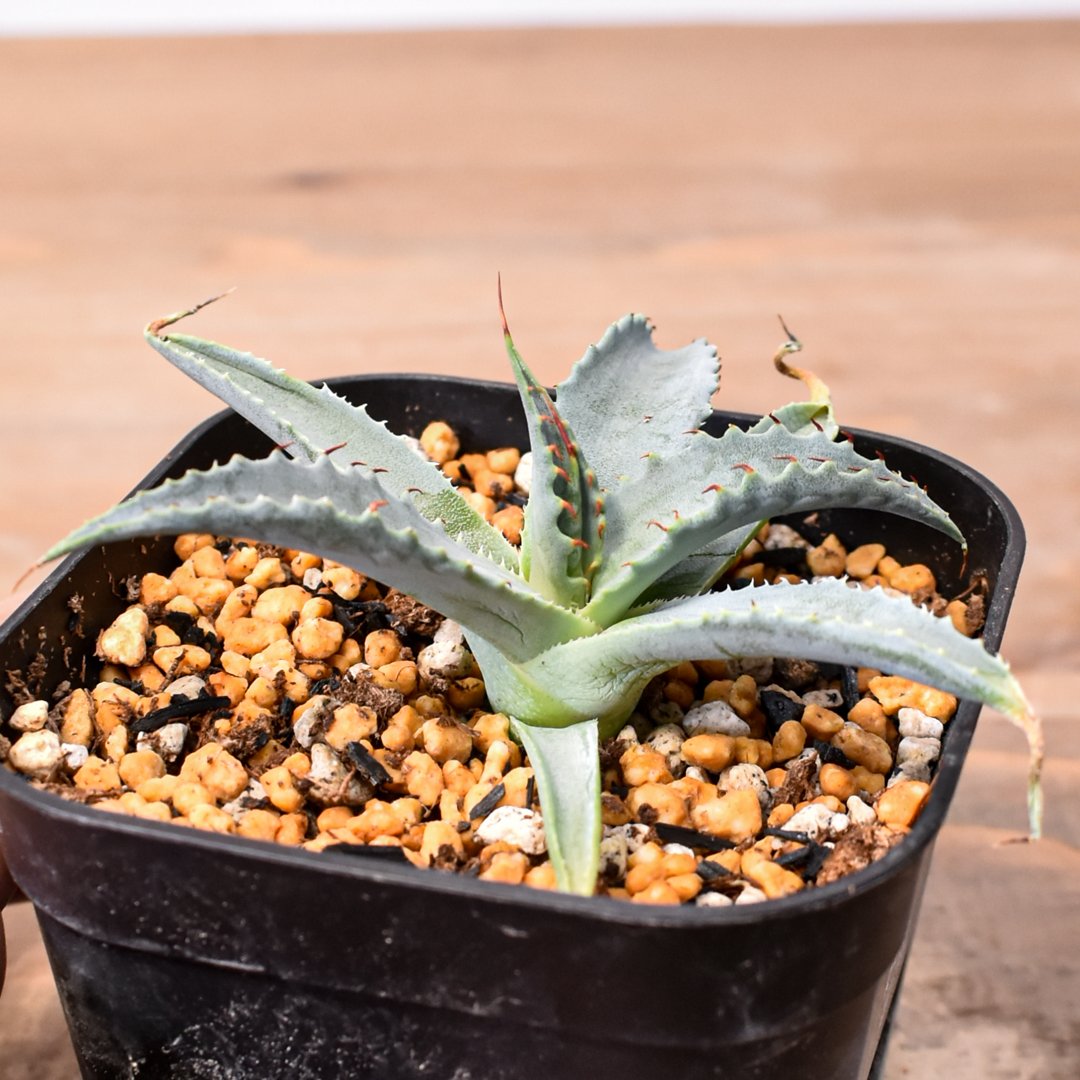 アガベ ハイブリット 雷帝×妖炎(イシスメンシス×ユタエンシス) 【台湾