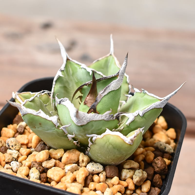 アガベ チタノタ 