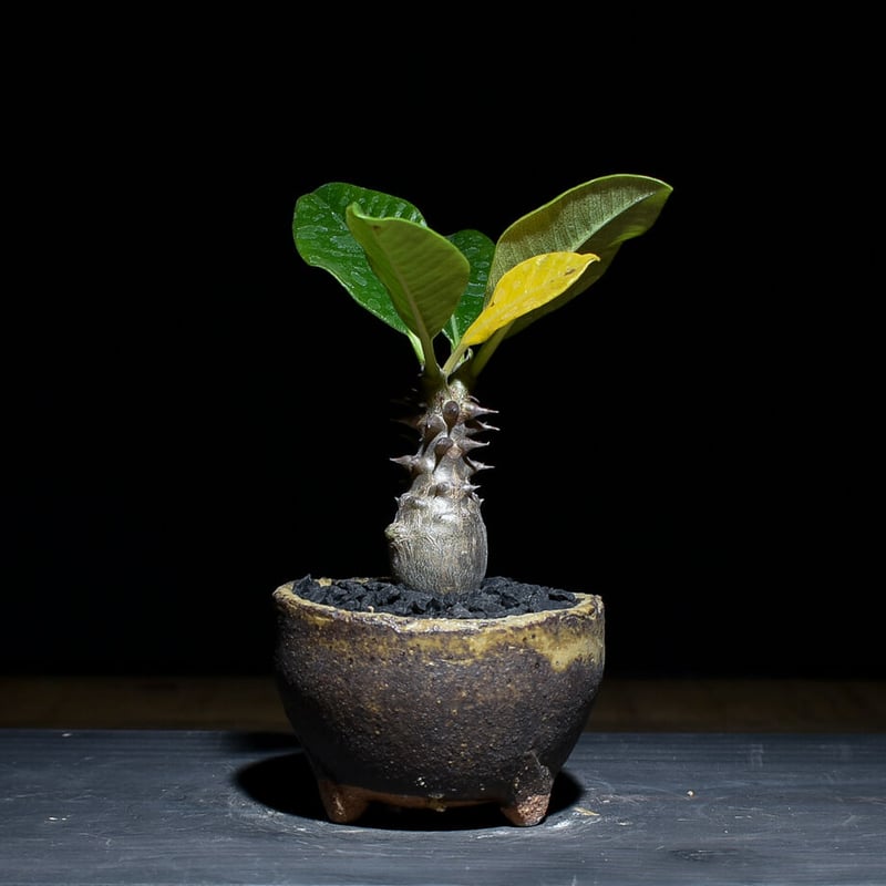 特選超良型パキポディウム ウィンゾリー国内実生 発根済 コレクション