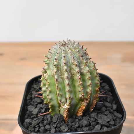 CATEGORY ホリダ | RAFLUM / ラフラム｜東京、大阪の塊根植物