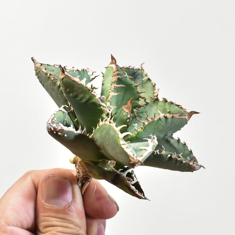 アガベ チタノタ 