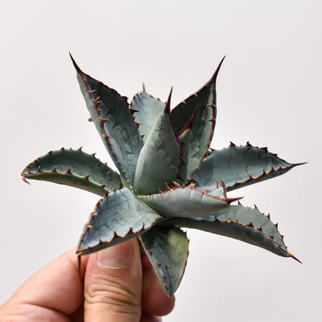 アガベ ハイブリット （パラサナ、イシスメンシス）× 曙光【台湾botanical_seeker産】B RF25011562