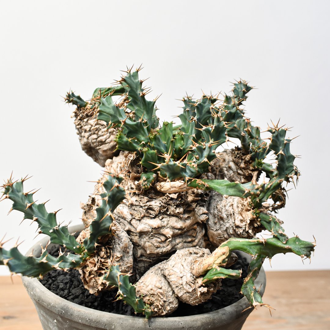 ユーフォルビア クラビゲラ 