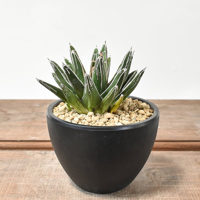 アガベ ビクトリアレジーナ 